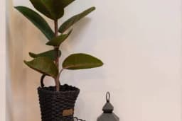 Donosi bogatstvo: Ovo je pravo mjesto za FIKUS u kući