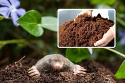 ZEMLJA IZ KRTIČNJAKA - Da li je dobra za prizvodnju rasada?