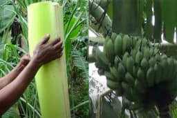 Lažna banana: Biljka koja može da nahrani 100 miliona ljudi i spase čovječanstvo gladi