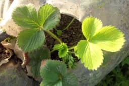 Đubrenje voćaka gvožđem