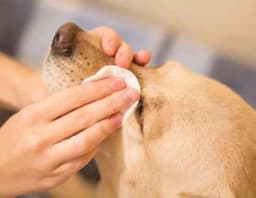 Krmeljanje kod pasa i mačaka - Šta sve treba da znaju vlasnici?