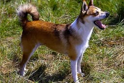 Za ove pse niste nikada čuli: Tri najrjeđe vrste na svijetu