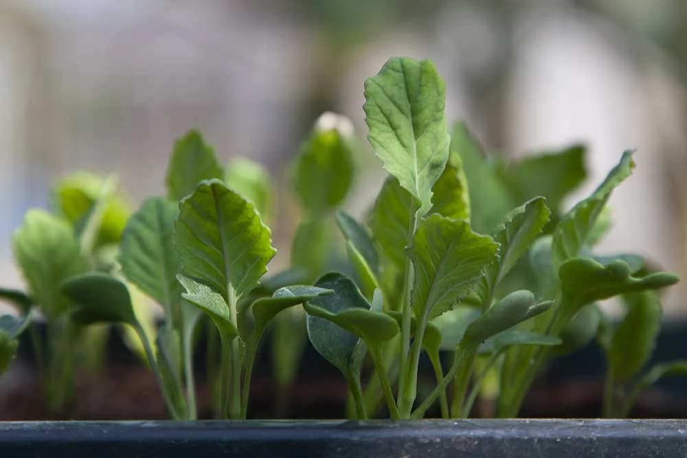 U februaru počnite sa sjetvom ovog povrća