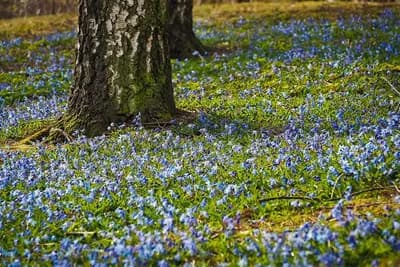 Na šta obratiti pažnju prilikom izbora drveća i grmova za dvorište