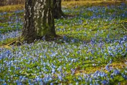 Na šta obratiti pažnju prilikom izbora drveća i grmova za dvorište