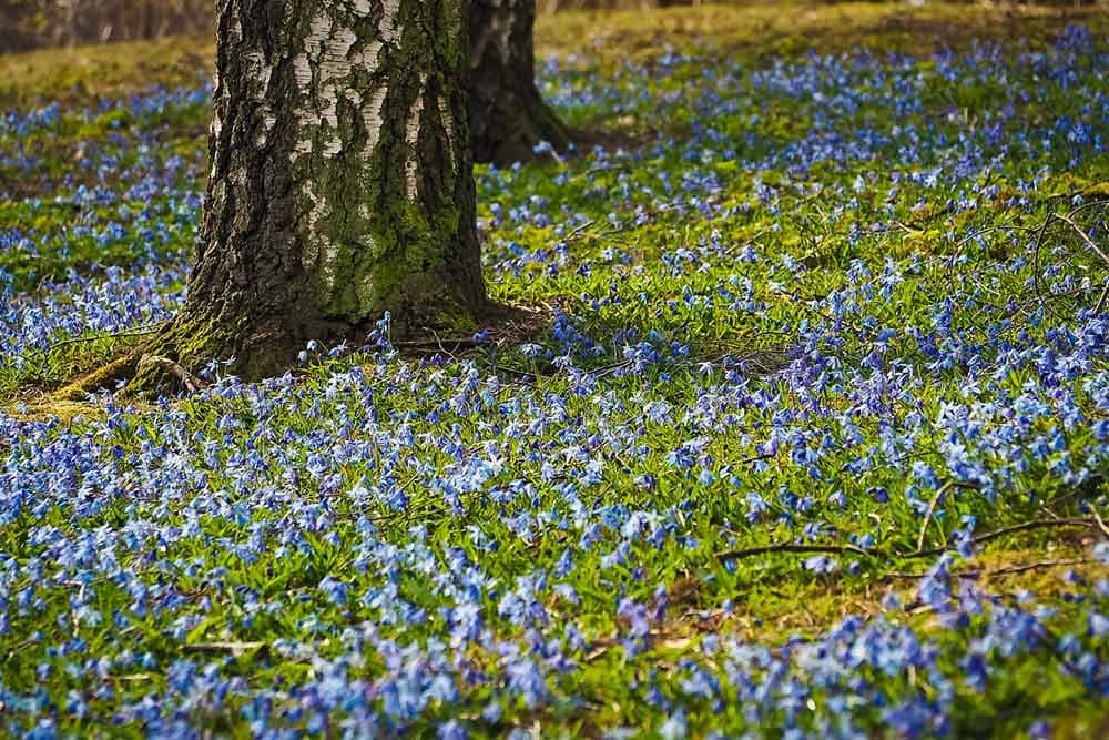 Na šta obratiti pažnju prilikom izbora drveća i grmova za dvorište