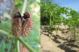 Tatula ili kužnjak - GDJE RASTE I KAKO SE KORISTI