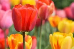 Počinje sadnja tulipana, šta je sve potrebno da bi raskošno cvjetali?