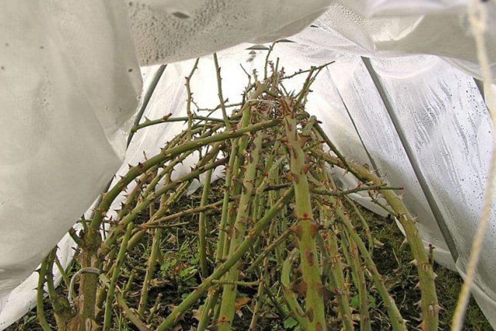 zaštita ruža od izmrzavanja