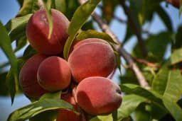 Rezidba breskve – Više roda, kraća rezidba