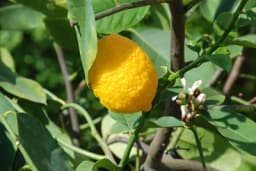 Kalemljenje limuna, narandže i mandarine