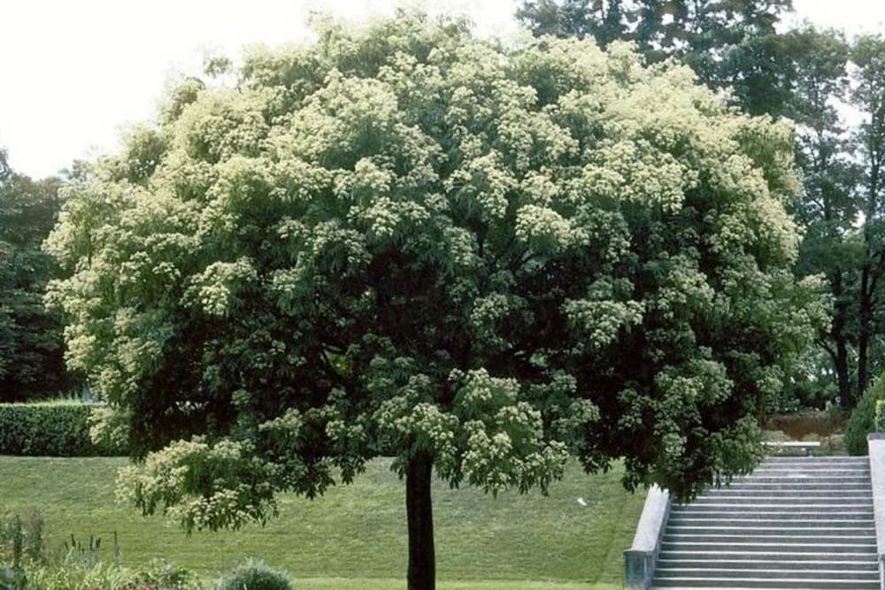 evodija