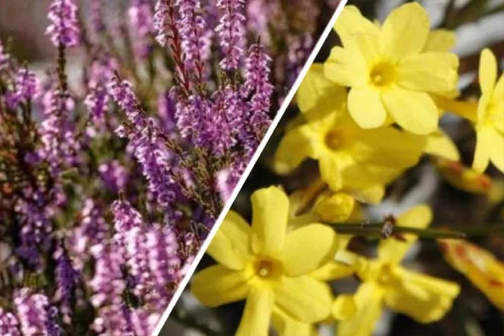 vrijes i zimski jasmin