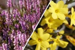 Zima u vrtu: Posadite cvijeće i žbunove koji cvjetaju i zimi