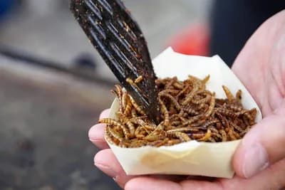 Proizvodnja nije zahtjevna: Koliko je Srbija blizu tome da uvede insekte u ishranu?