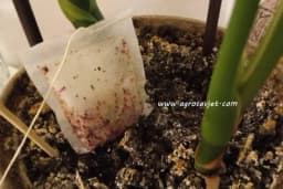 Samo zakopajte vrećice čaja u baštu i evo šta će se desiti