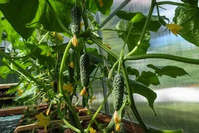 Rana proizvodnja krastavaca u plasteniku - Kada da krenete sa sadnjom da biste bili prvi na pijaci?