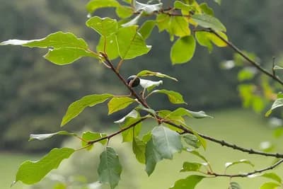 Krušina - Čaj od kore ove biljke pomaže protiv hroničnog zatvora!