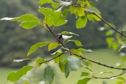 Ova ljekovita biljka je pravi DAR PRIRODE - Reguliše varenje, smanjuje nadutost i bol u stomaku