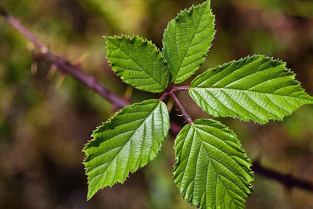 razmnožavanje kupina