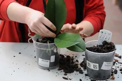 Znate li kada treba presaditi orhideju?