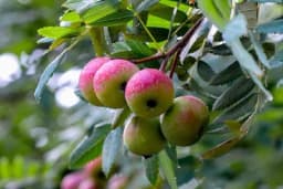 Oskoruša - Stablo ljekovitih plodova, ukrasnih cvjetova i listova