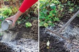 Pepeo kao đubrivo za povrtnjak - kada i u kojoj količini ga koristiti?