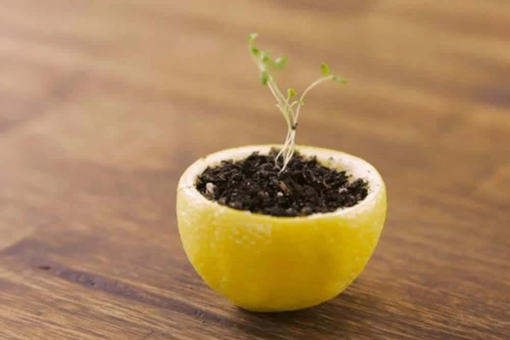 rasad u kori od limuna