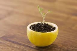 Četiri neobična načina za uzgoja rasada