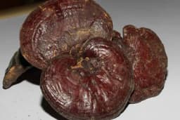 Reishi gljive - Za šta i kako se koristi gljiva “vječnog života”