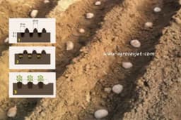 Sadnja krompira po Kvartaljnovoj metodi - 10 kg više po m²