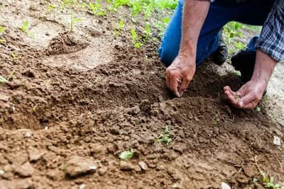 BLIŽI SE SJETVA - Ovo morate uraditi sa sjemenom da biste imali visoke prinose