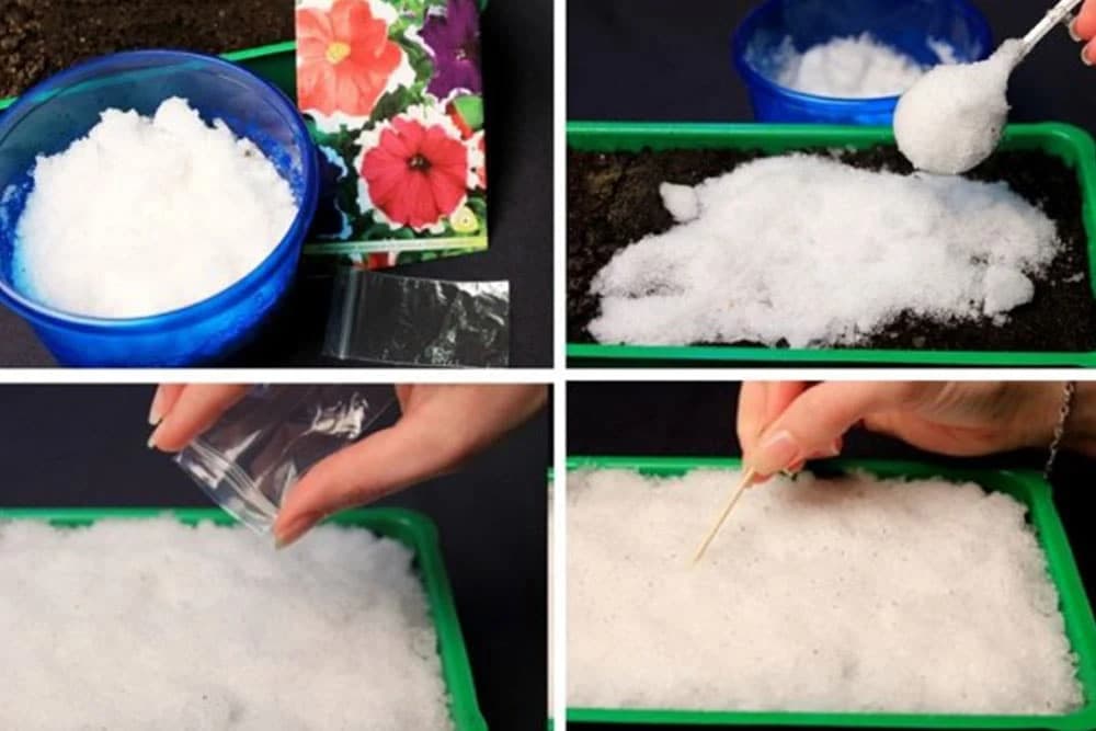 sjetva sjemena u snijeg