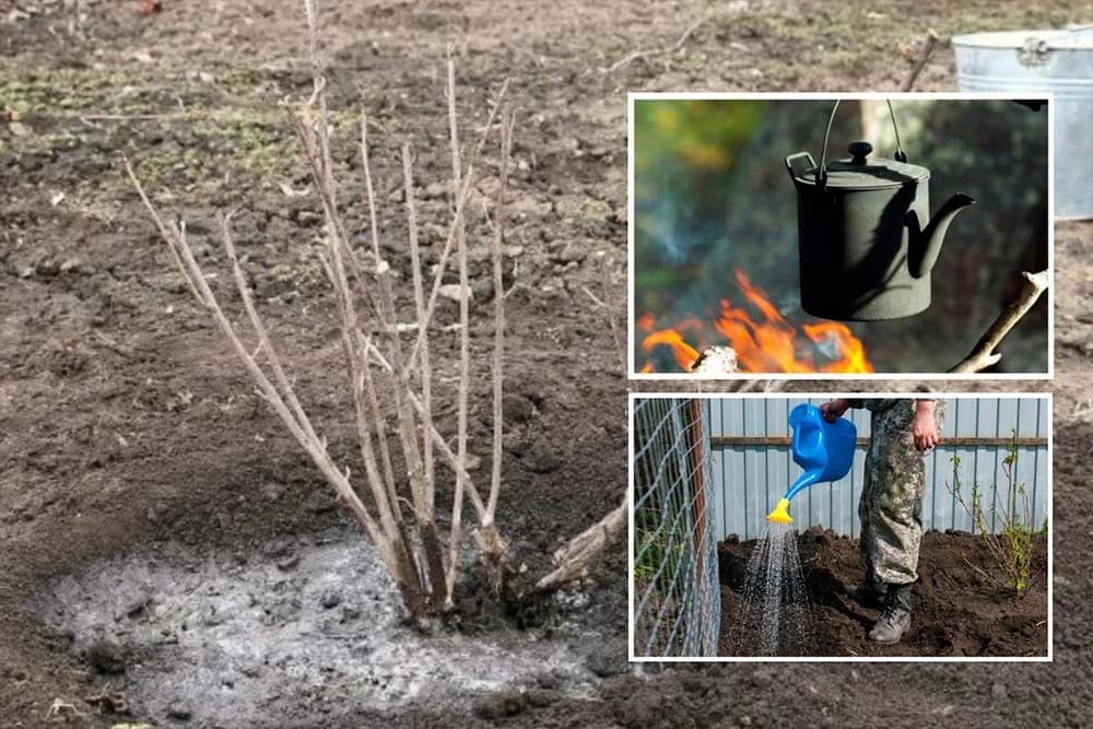 zalivanje ribizle kipućom vodom