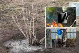 Zašto RIBIZLE zalivati KIPUĆOM VODOM