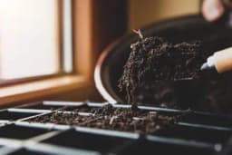 Zemlja za rasad - kako pripremiti pravu mješavinu za mlade biljke?