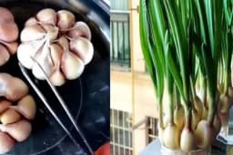 UZGOJ U ČAŠI - Imaćete BIJELI LUK u neograničenim količinama