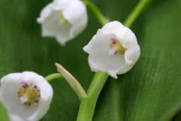 Prelijepo, a otrovno - Cvijeće sa kojim morate biti oprezni