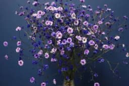 Gipsofila ili sadarka - Kako se gaji prelijepi cvijet koji krasi mnoge bukete