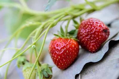 Gajenje jagoda u saksijama - Uzgajajte ih umjesto cvijeća na balkonu