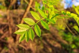 Lišće jasena protiv reume