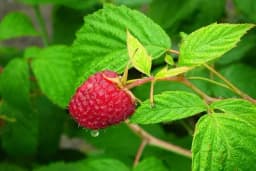 Đubrenje maline - Kada i koju vrstu đubriva upotrijebiti!