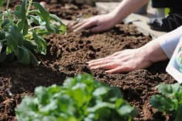Dobrobiti sode bikarbone: Zemlja se čisti, cvijeće buja, a puževi bježe