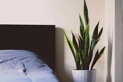 Ne služe samo kao ukras:  EVO KOJE SU BLAGODATI DRŽANJA BILJAKA U KUĆI