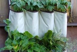 Kako da vertikalno zasadite biljke i uštedite na prostoru