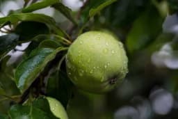 Koja vrsta jabuke je najzdravija