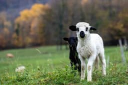 Vratilo se 11 jagnjadi čiju je krađu prijavio vlasnik