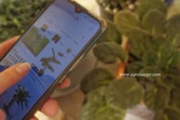 Jednim klikom saznajte zašto vaše biljke ne uspijevaju