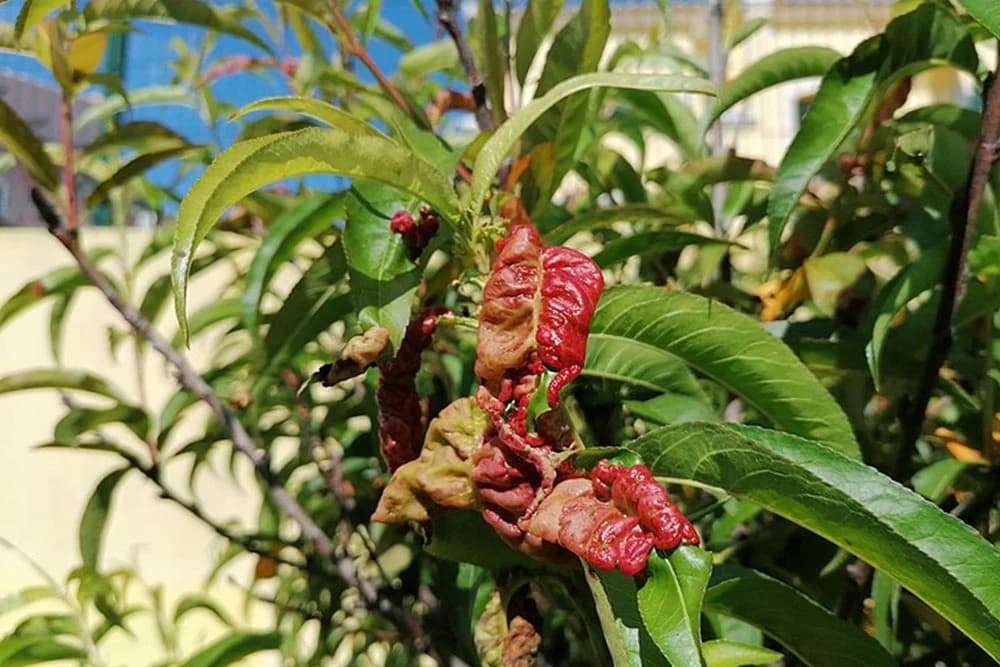 kovrdžavost lista breskve