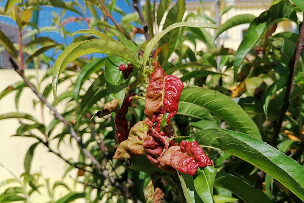 kovrdžavost lista breskve